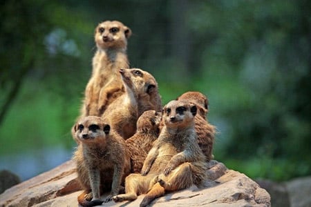 Sortie en famille : une visite au zoo de Labenne