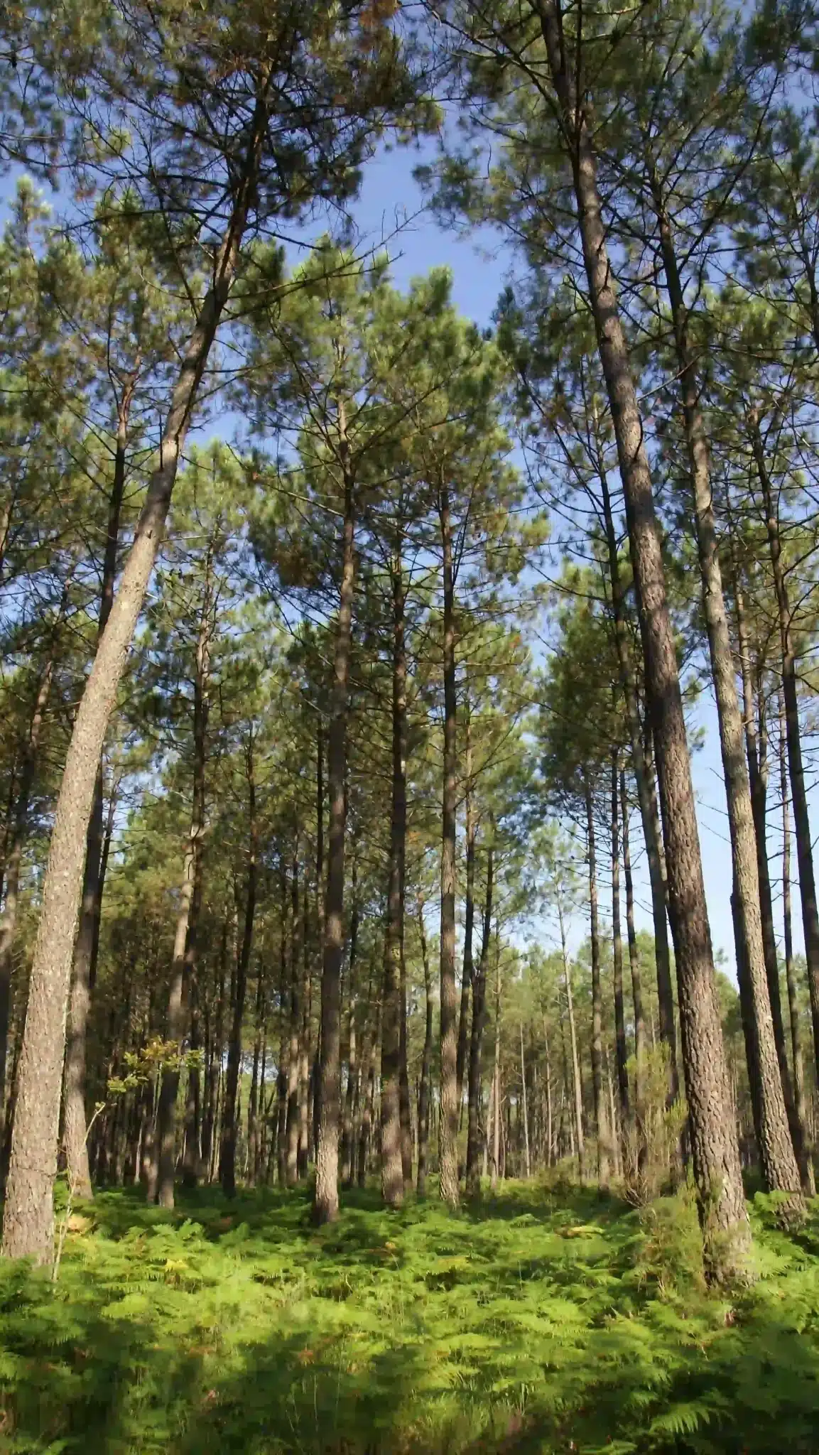 Découverte des sentiers de randonnées au cœur de la forêt Landaise.