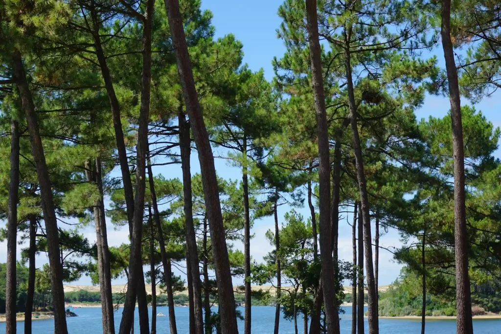 Forêts de pins dans les landes